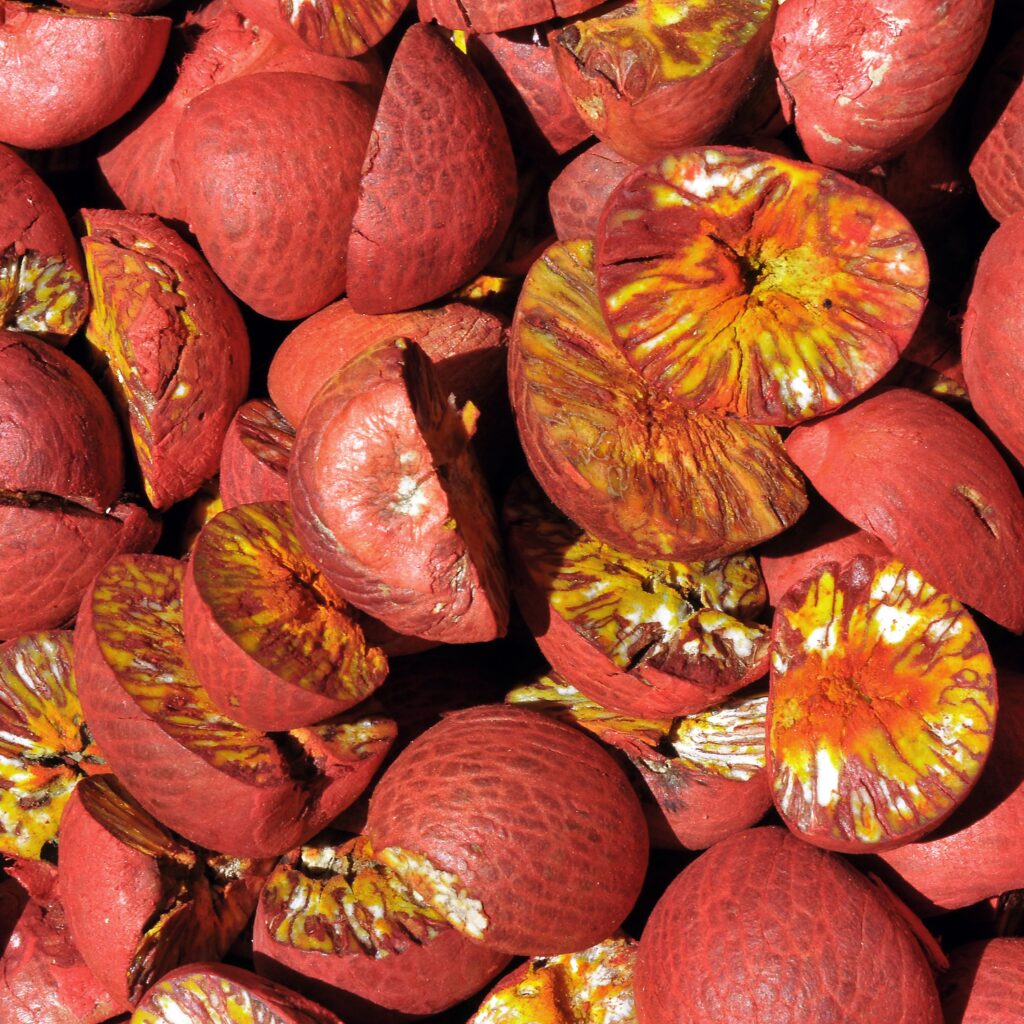 Betel Leaf and Areca Nut, A Tradition Between Habits and Risk