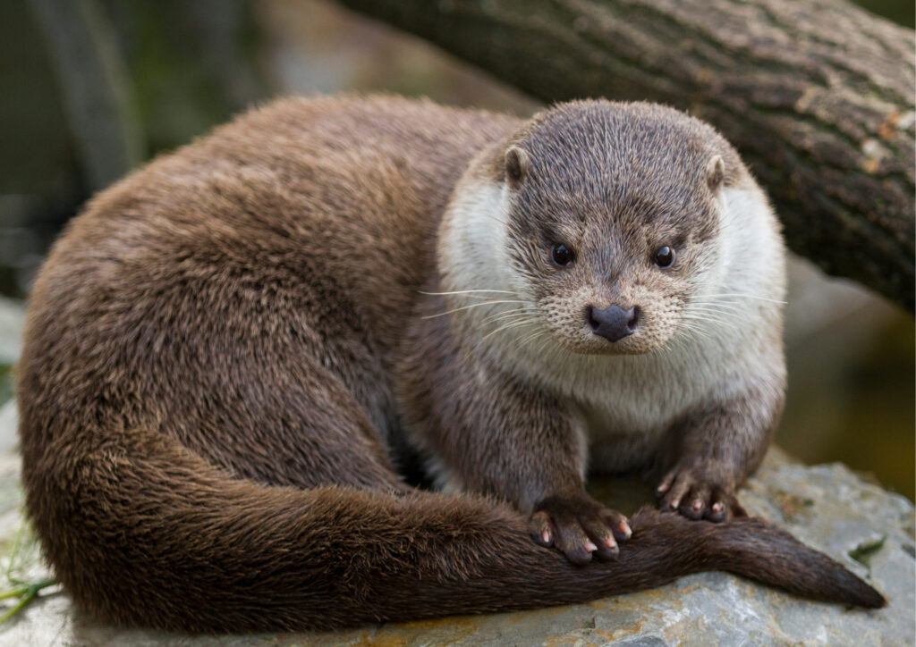 Unwelcome Visitors: When Otters Come Calling
