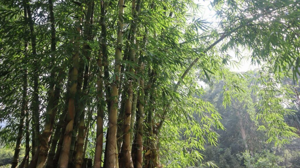 Our Bamboo Story: From a Few Plants to 100 Species